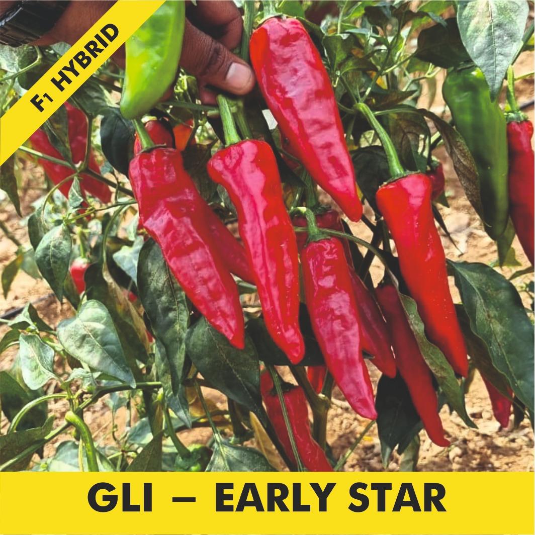 GLI-SUPER GREEN Chilli